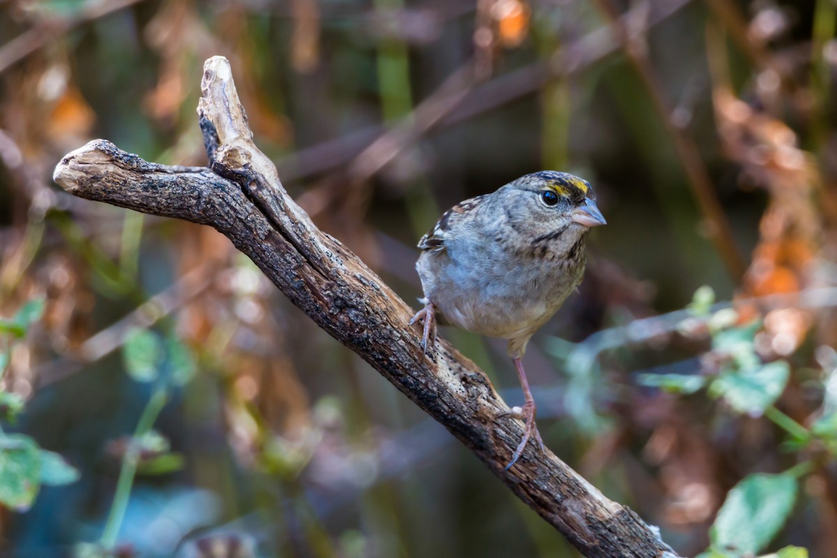 Golden-crowned Sparrow - ML620429574