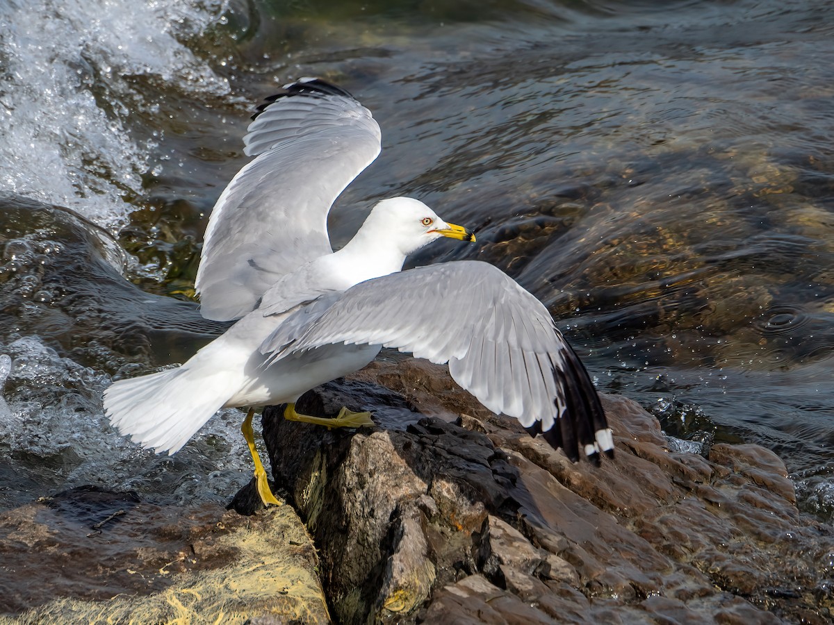 Ring-billed Gull - ML620429576