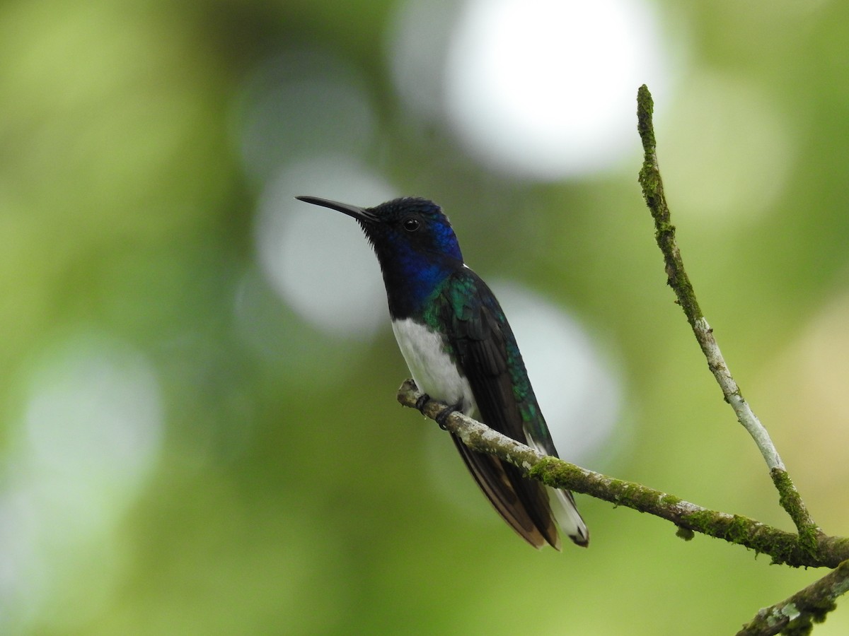 White-necked Jacobin - ML620429577