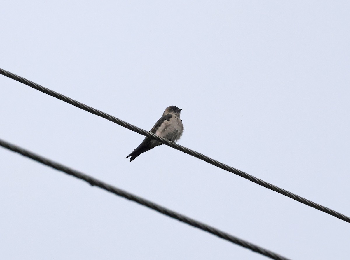 White-thighed Swallow - ML620429578