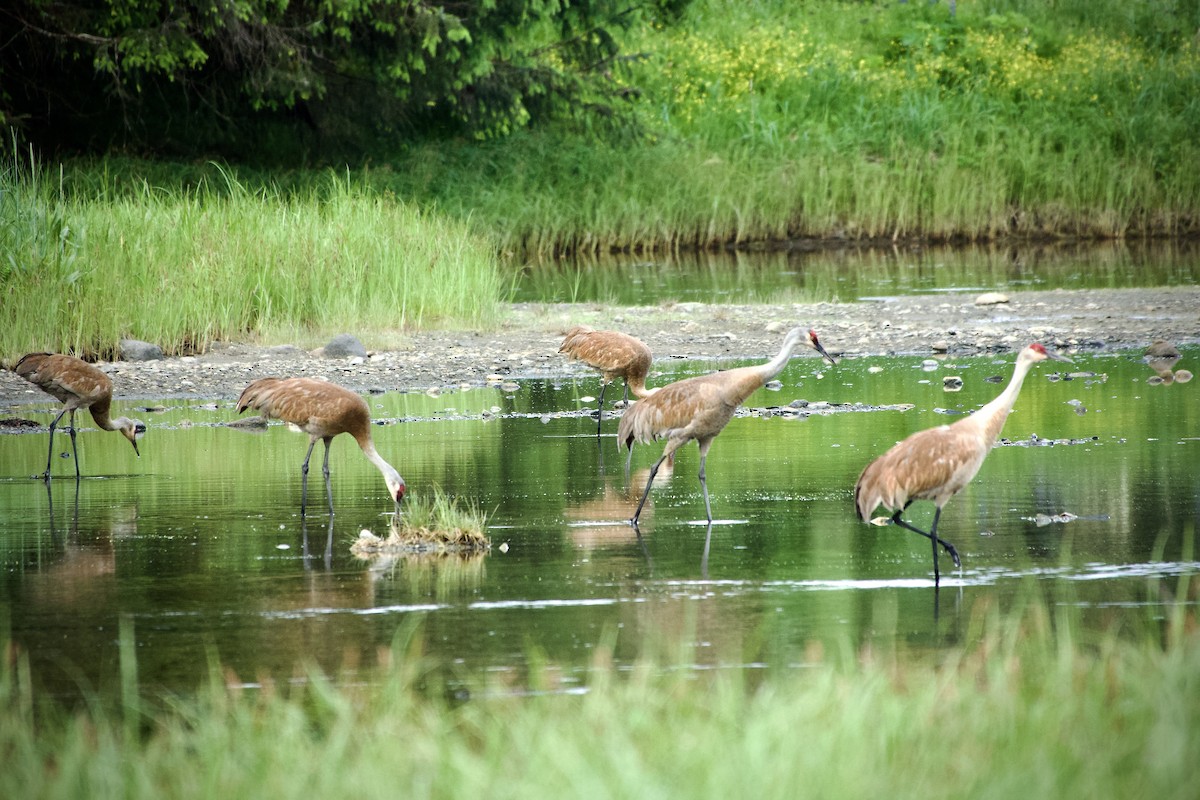 Sandhill Crane - ML620429583