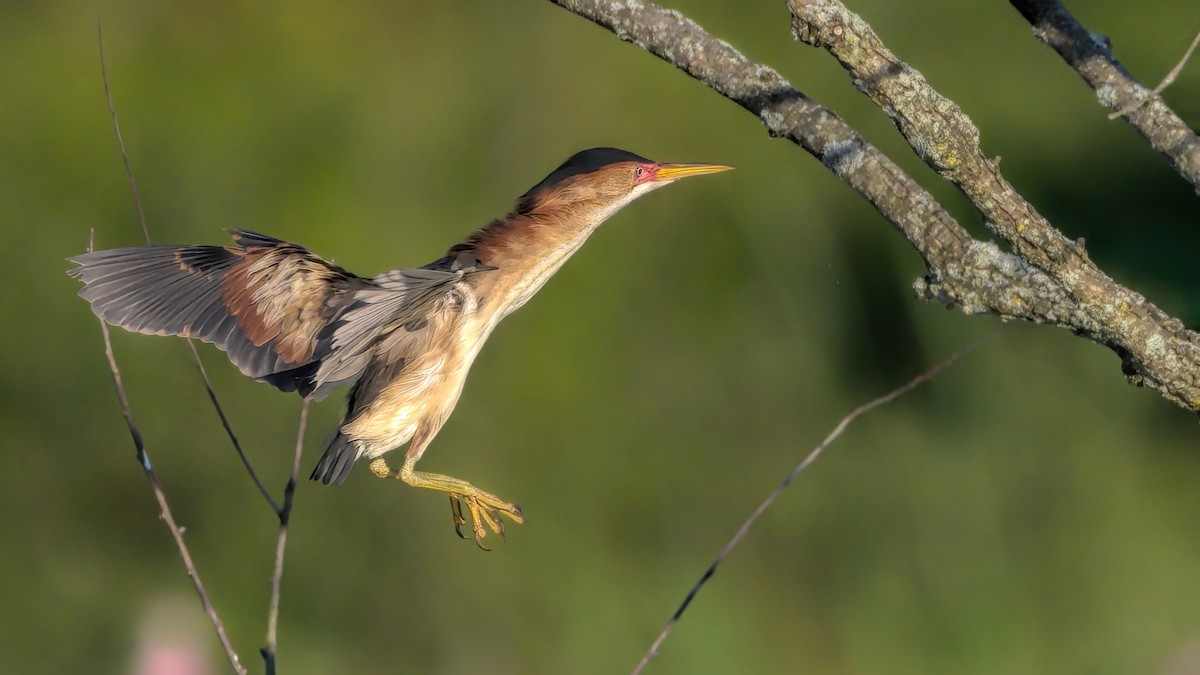 Least Bittern - ML620429585