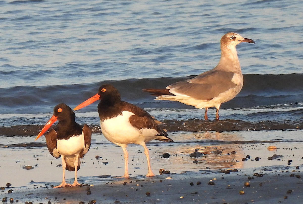 Gaviota Guanaguanare - ML620429590