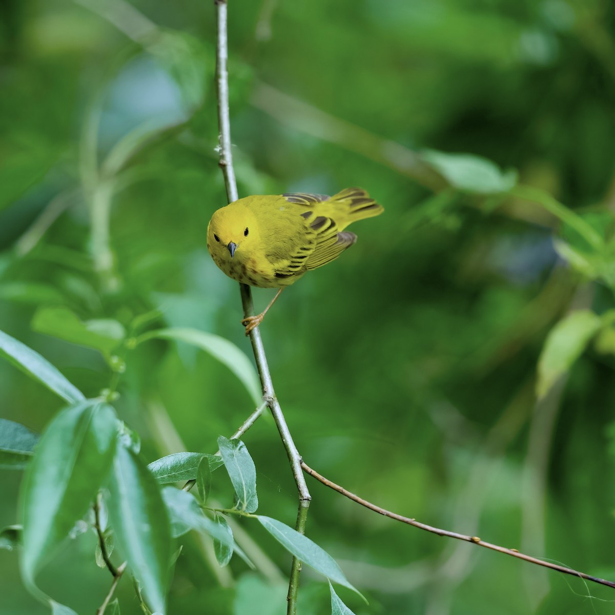 Yellow Warbler - ML620429595