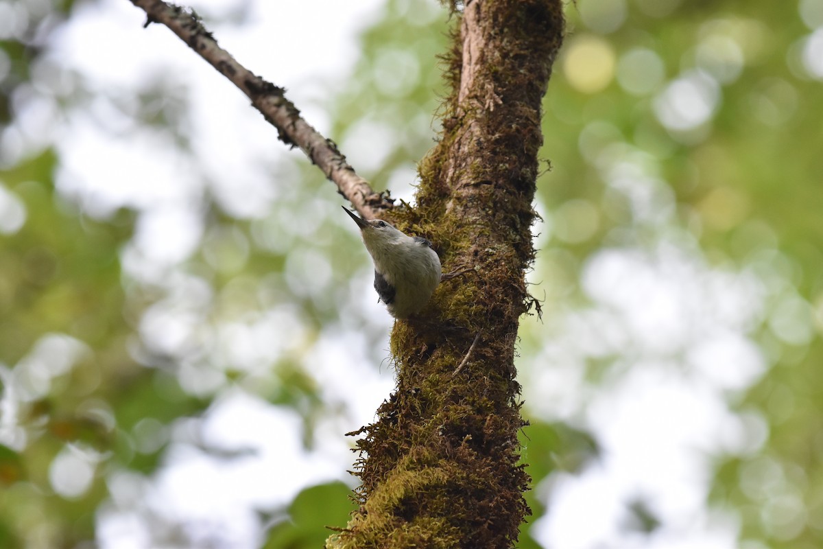 White-breasted Nuthatch - ML620429598