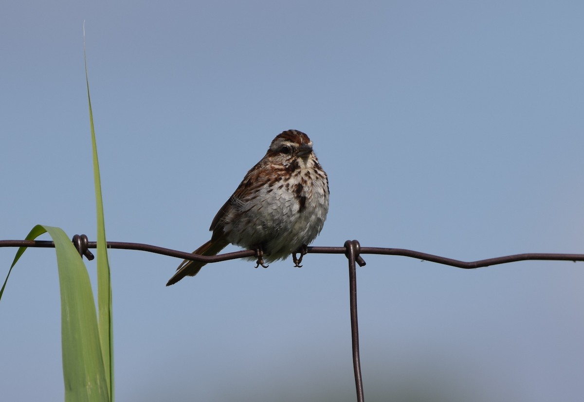 Song Sparrow - ML620429599