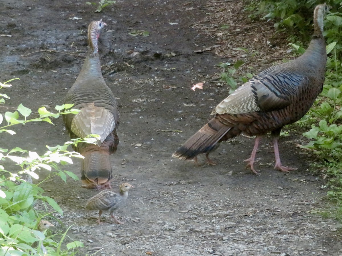 Wild Turkey - Christine Cote