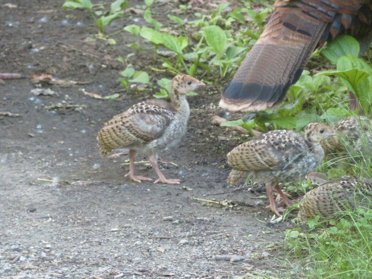 Wild Turkey - Christine Cote