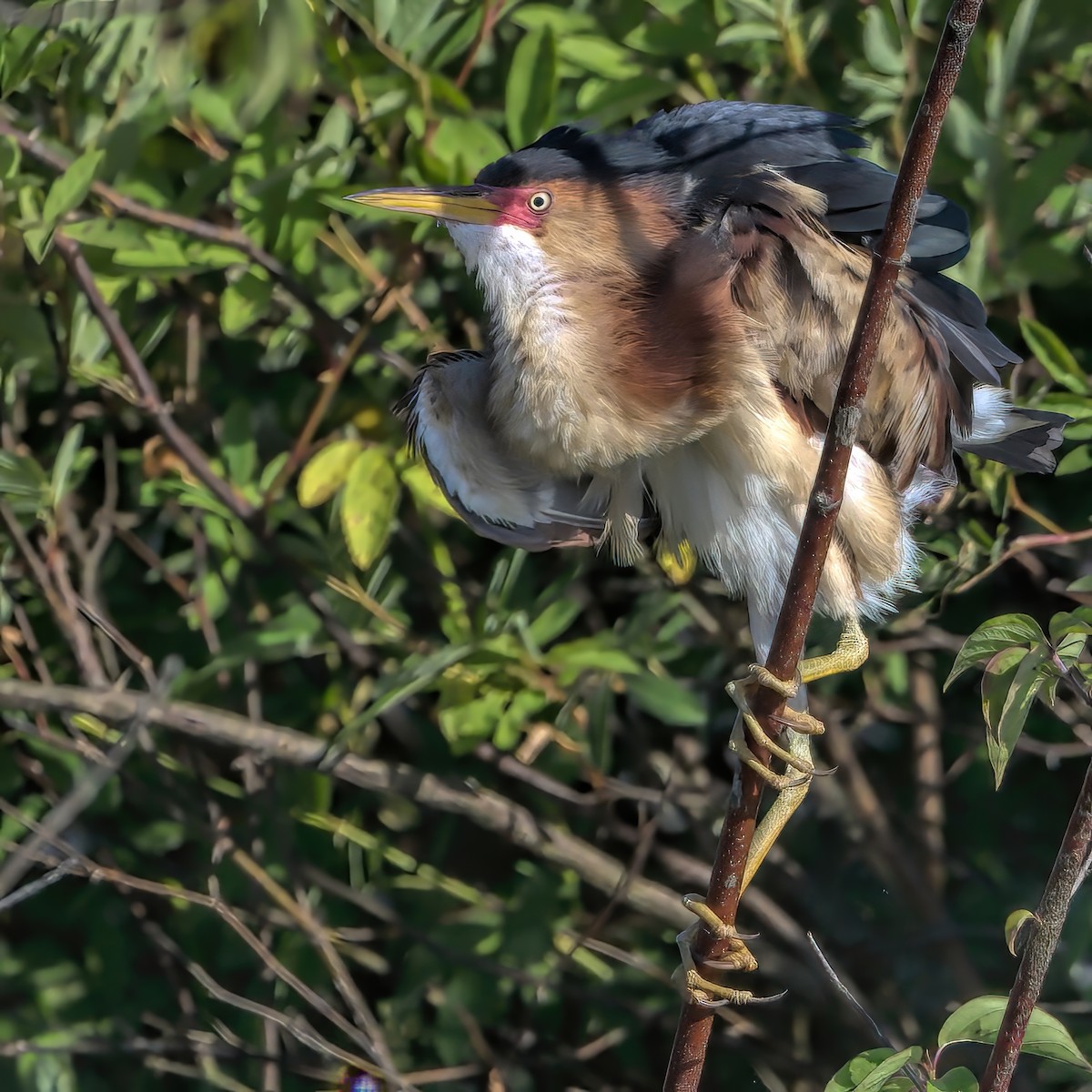 Least Bittern - ML620429616