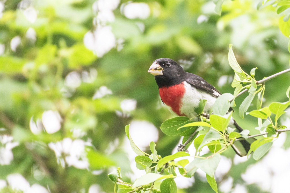 Rose-breasted Grosbeak - ML620429622