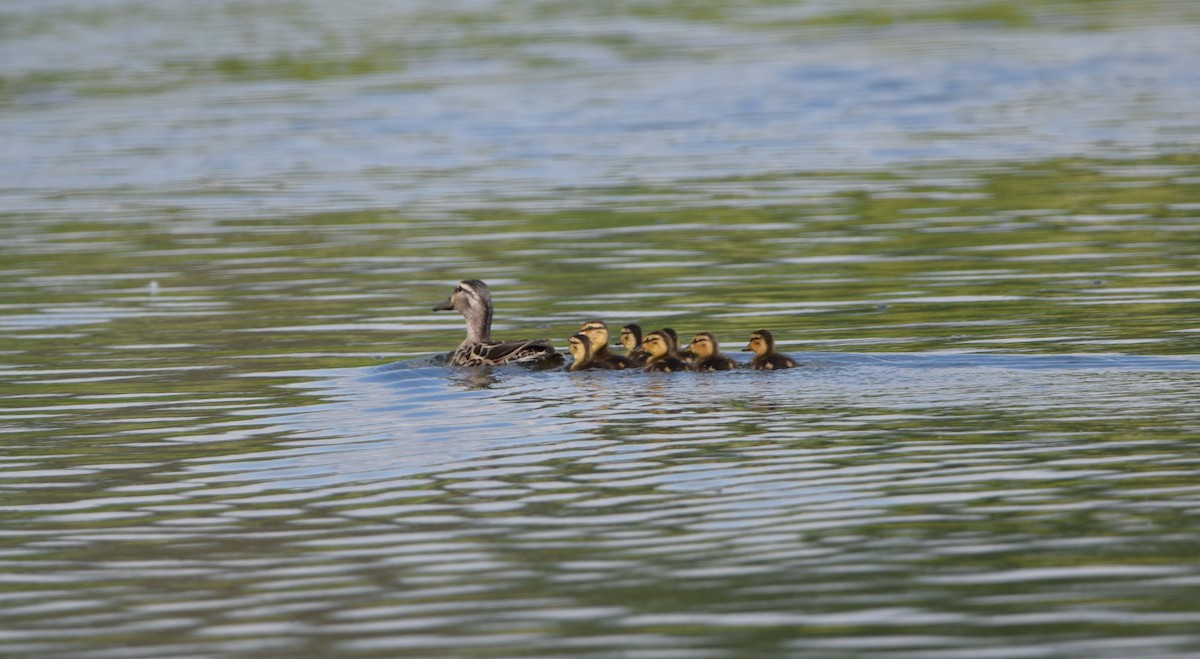 Canard colvert - ML620429623