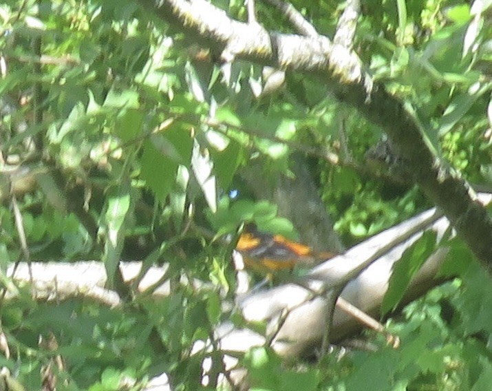 Baltimoretrupial - ML620429630