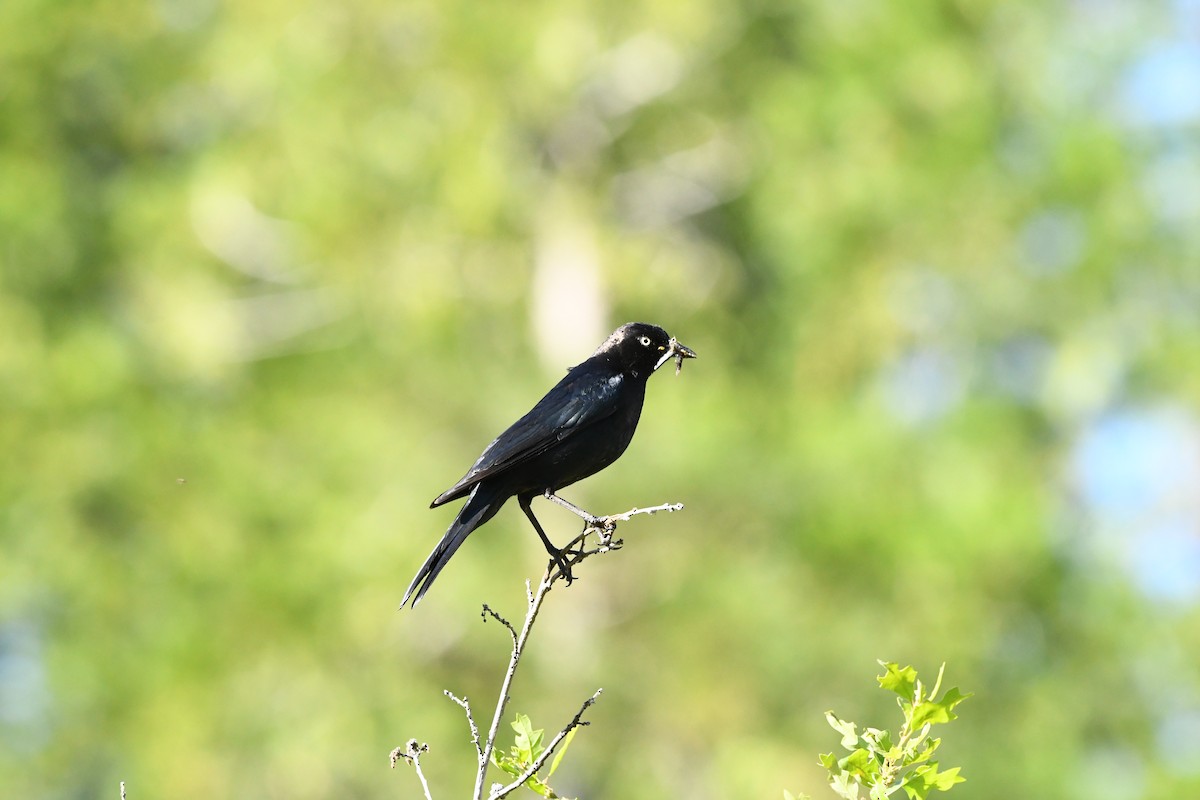 Brewer's Blackbird - ML620429631