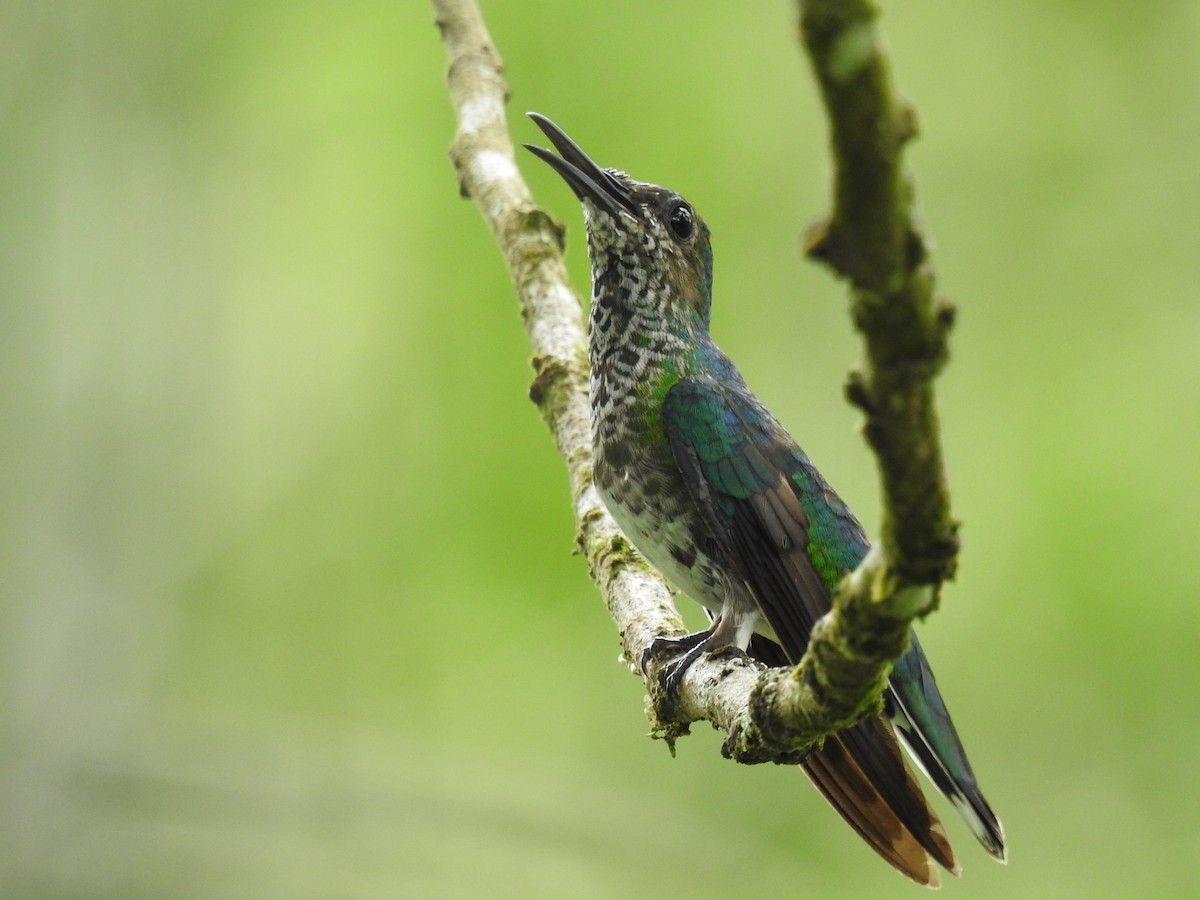 White-necked Jacobin - ML620429638