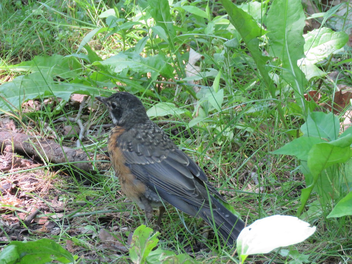 American Robin - ML620429639