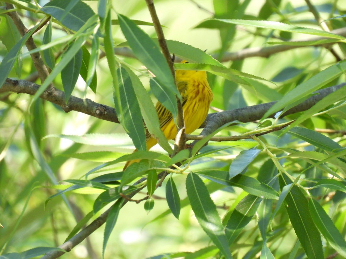 Paruline jaune - ML620429640