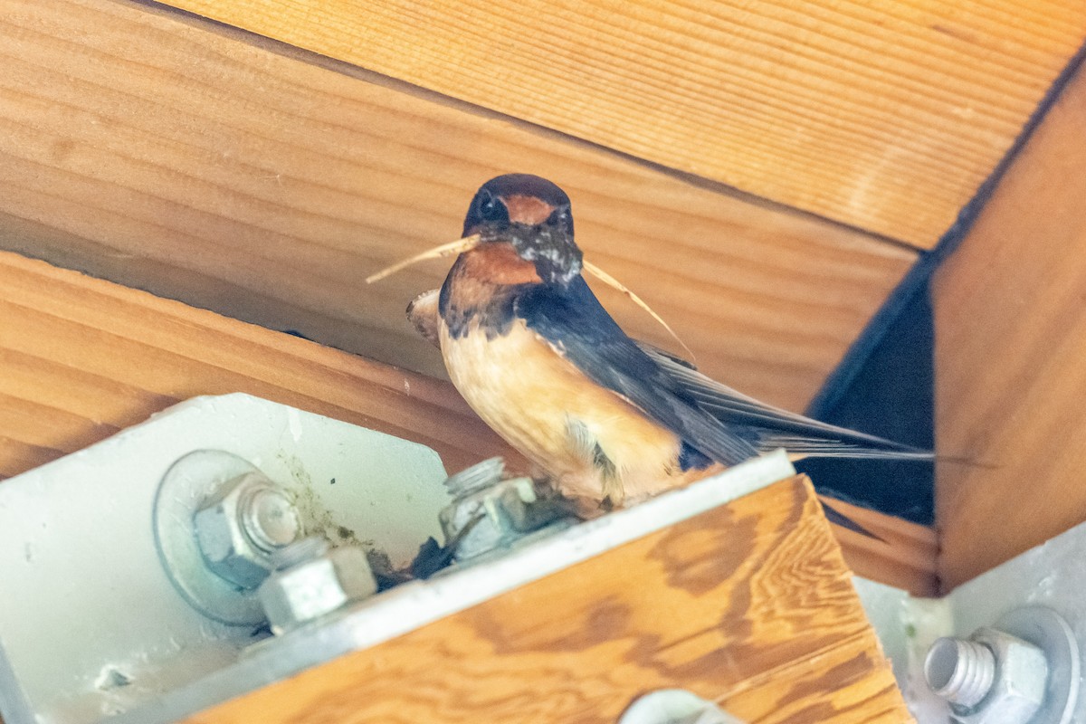 Barn Swallow - ML620429641