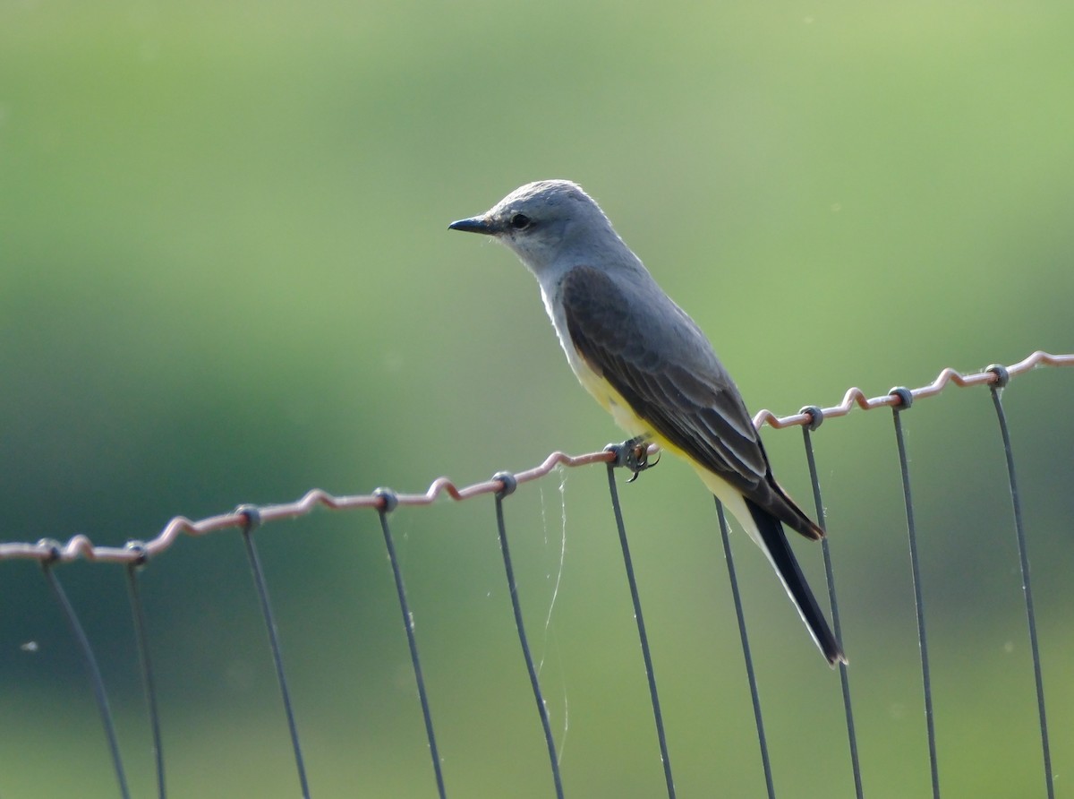 Western Kingbird - ML620429642