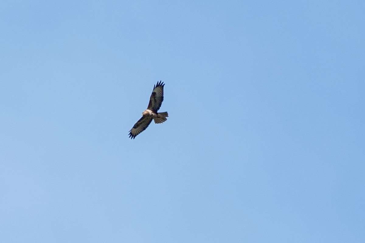 Common Buzzard - ML620429643