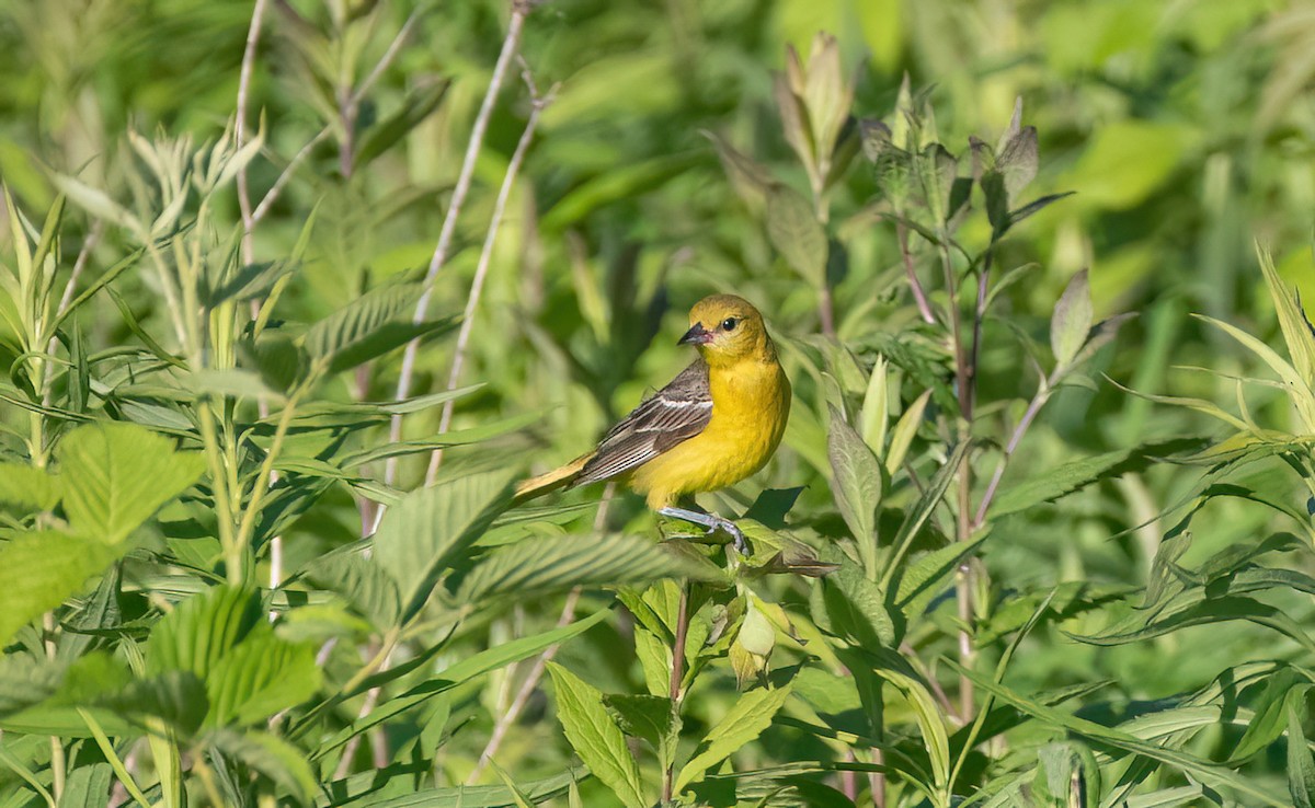 Orchard Oriole - ML620429645