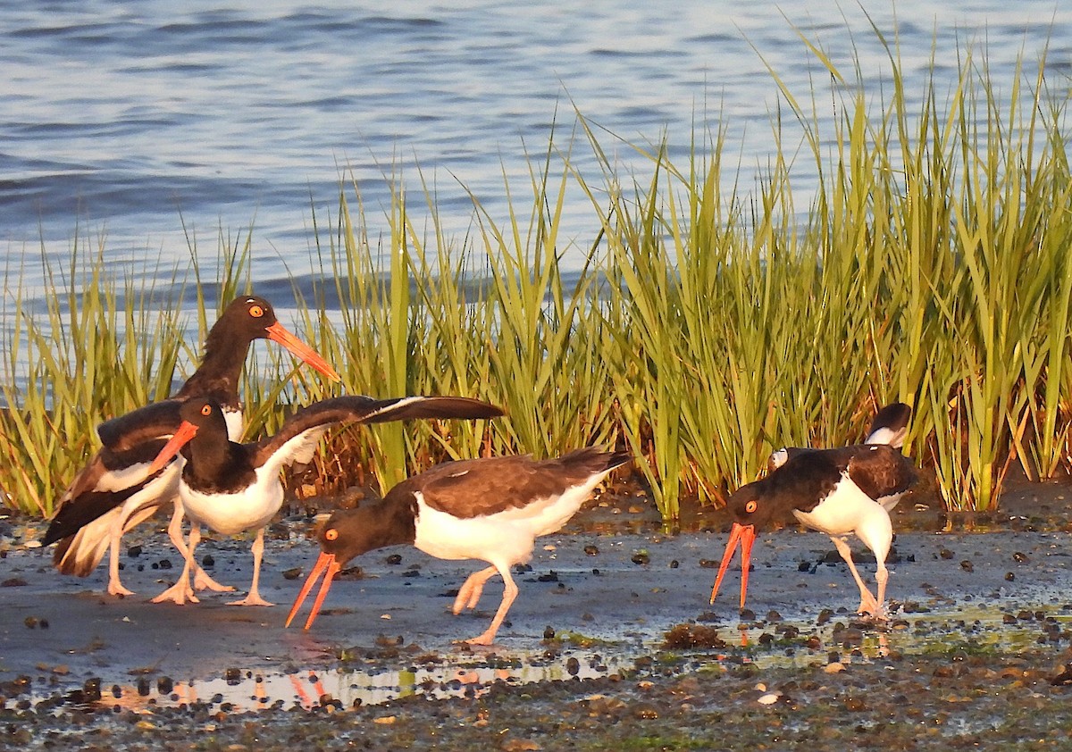 American Oystercatcher - ML620429646