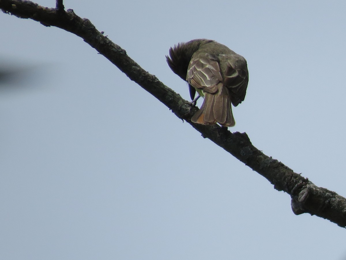 Great Crested Flycatcher - ML620429647