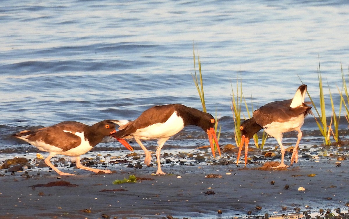 American Oystercatcher - ML620429648