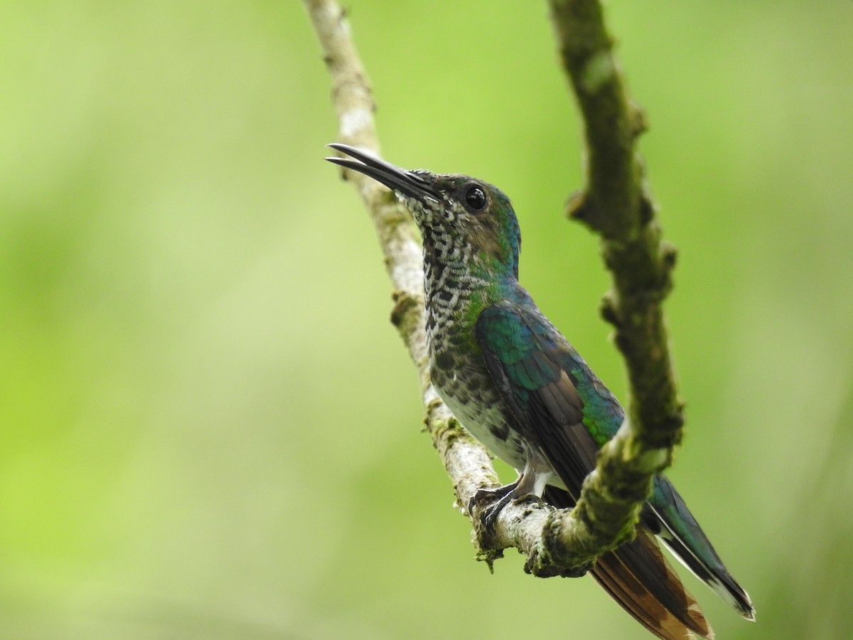 White-necked Jacobin - ML620429649