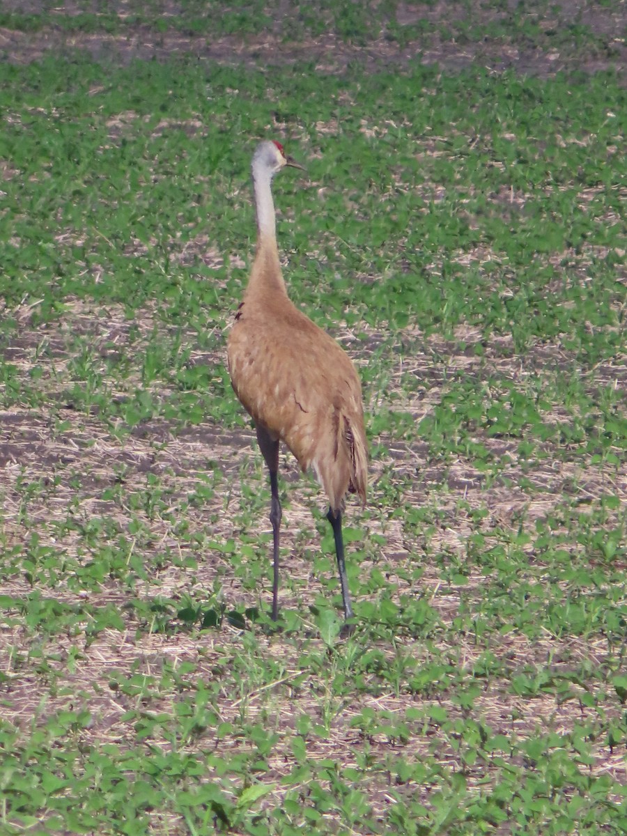 Sandhill Crane - ML620429654