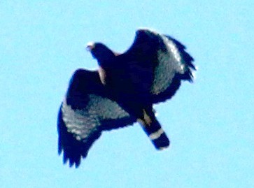 Common Black x Red-shouldered Hawk (hybrid) - ML620429658