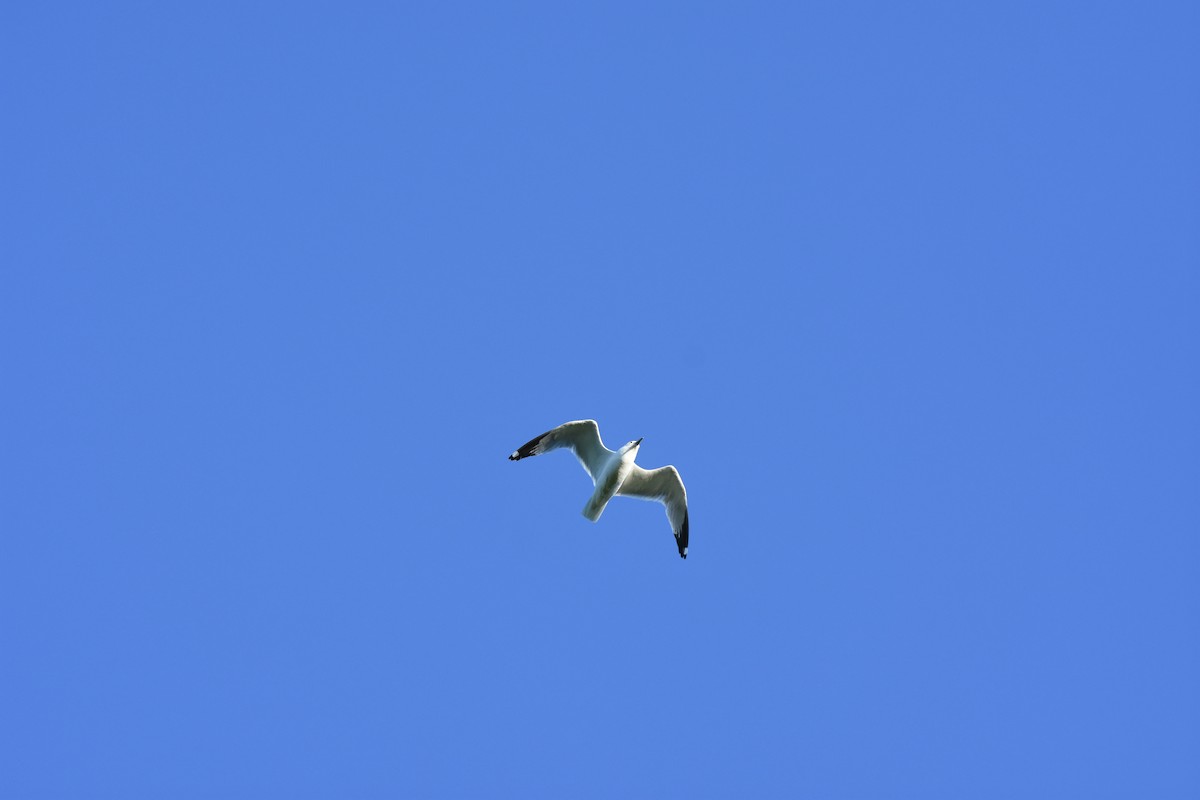 Ring-billed Gull - Jason Coil