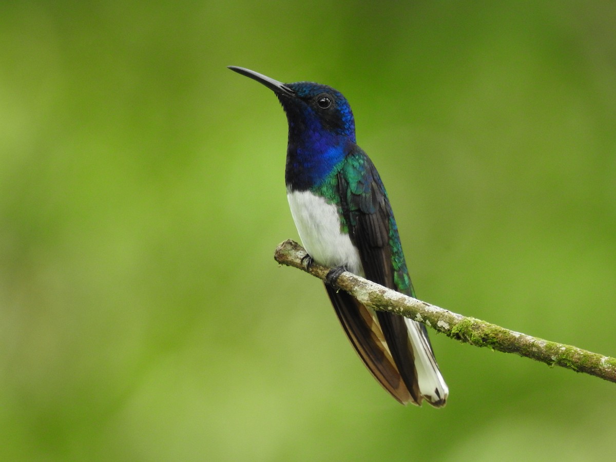 White-necked Jacobin - ML620429664