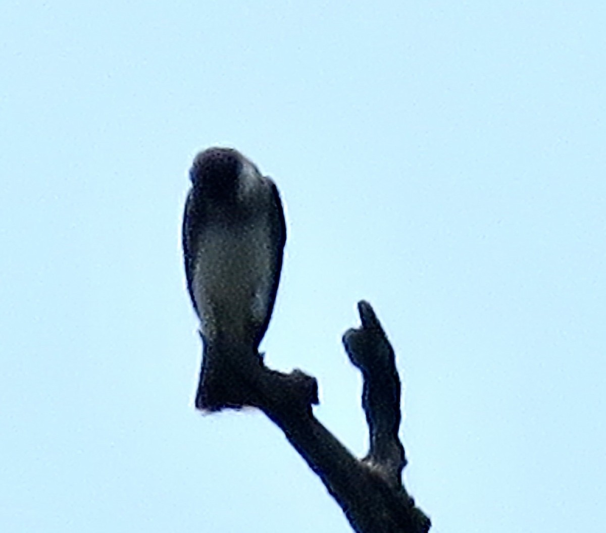 Eastern Kingbird - Jennifer Rycenga