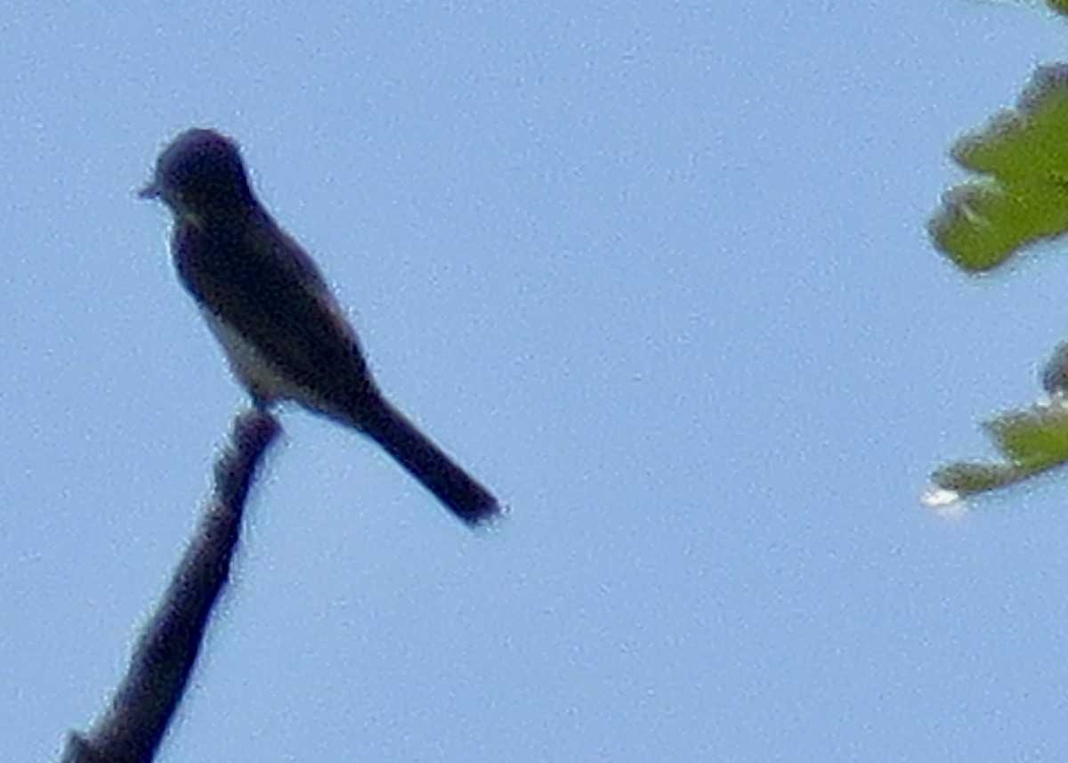 Schieferrücken-Königstyrann - ML620429667