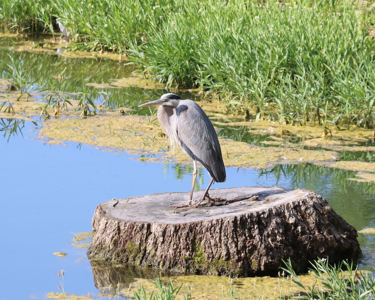 Great Blue Heron (Great Blue) - ML620429672