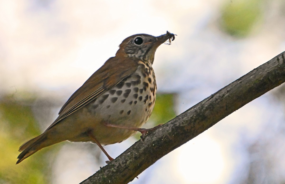 Wood Thrush - ML620429677