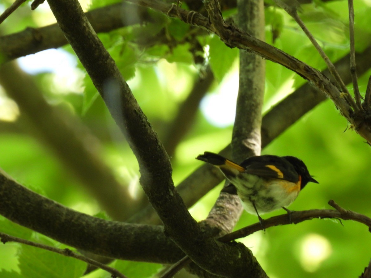 American Redstart - ML620429678