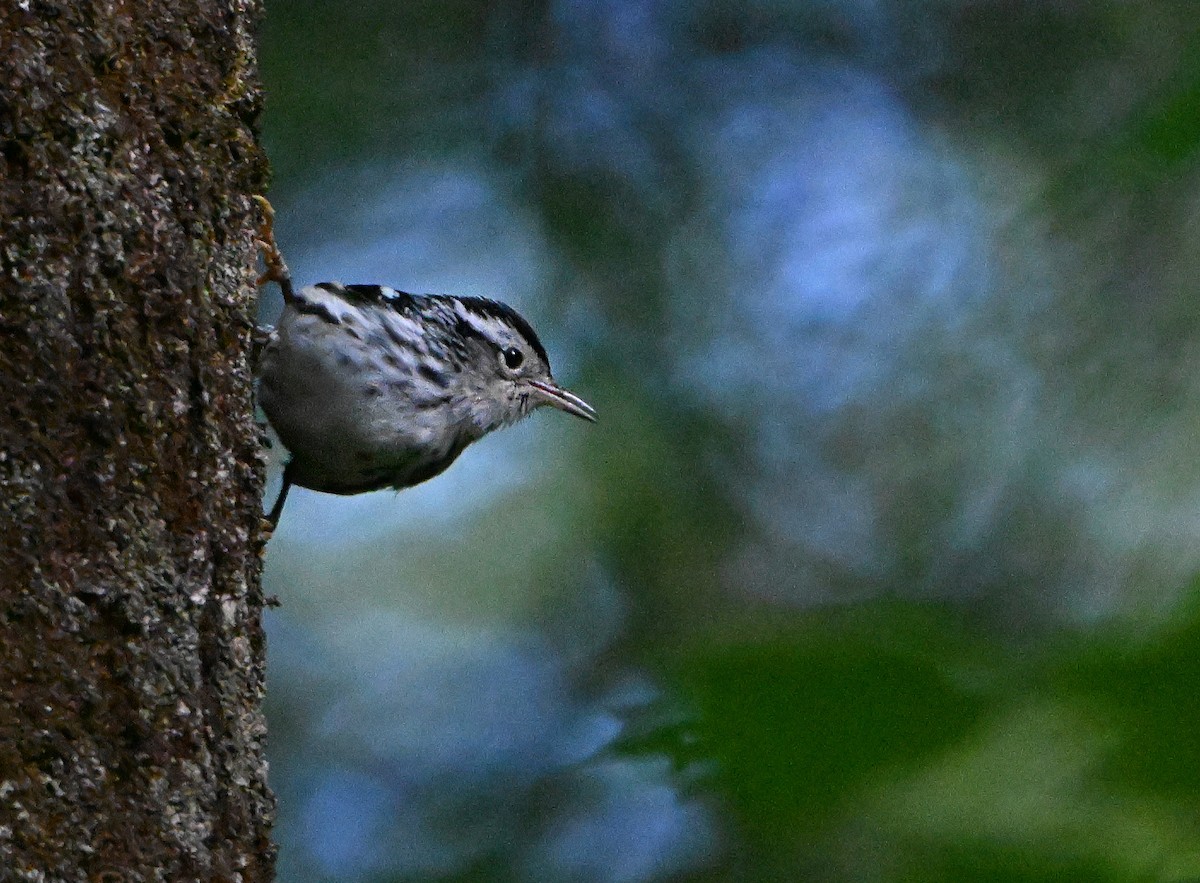 Black-and-white Warbler - ML620429681