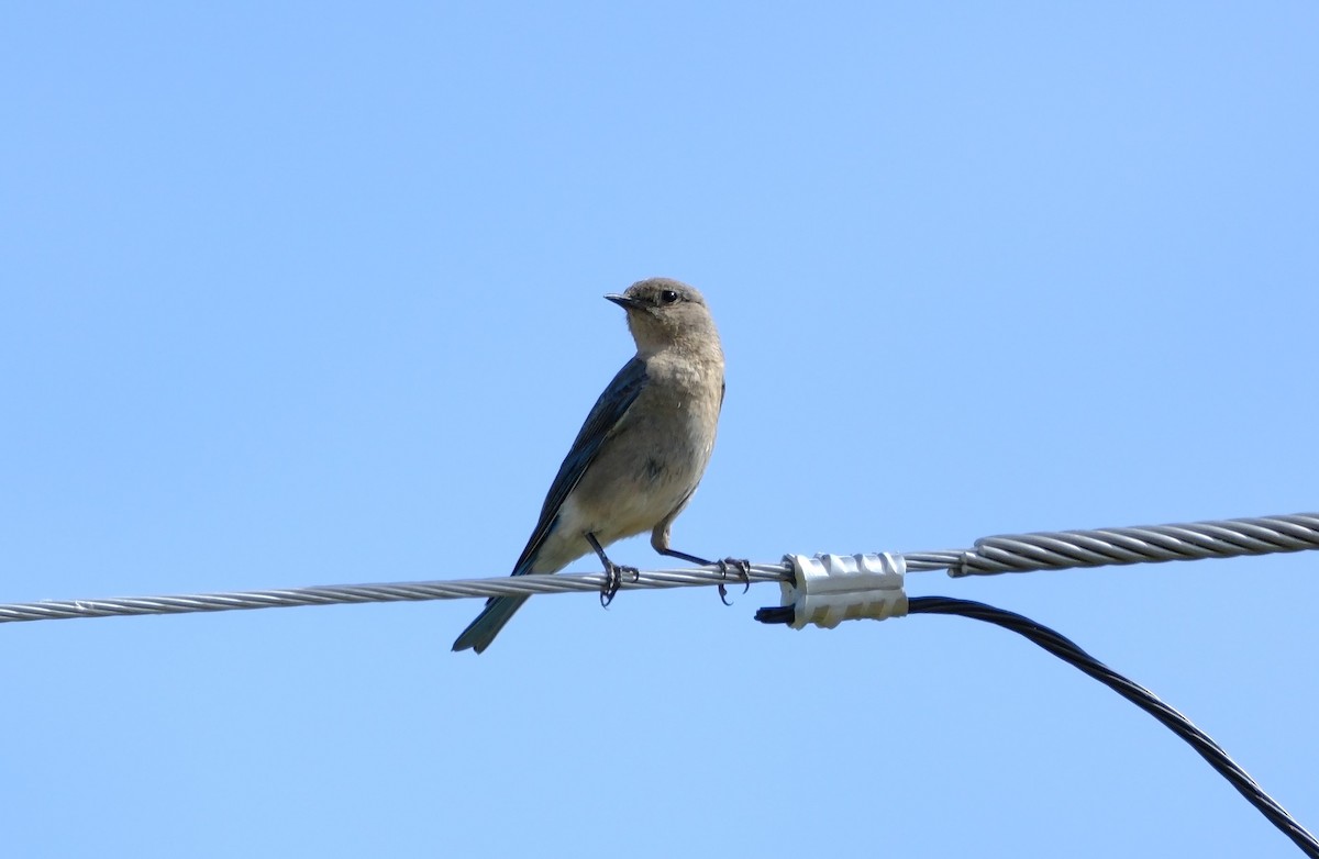 Mountain Bluebird - ML620429684