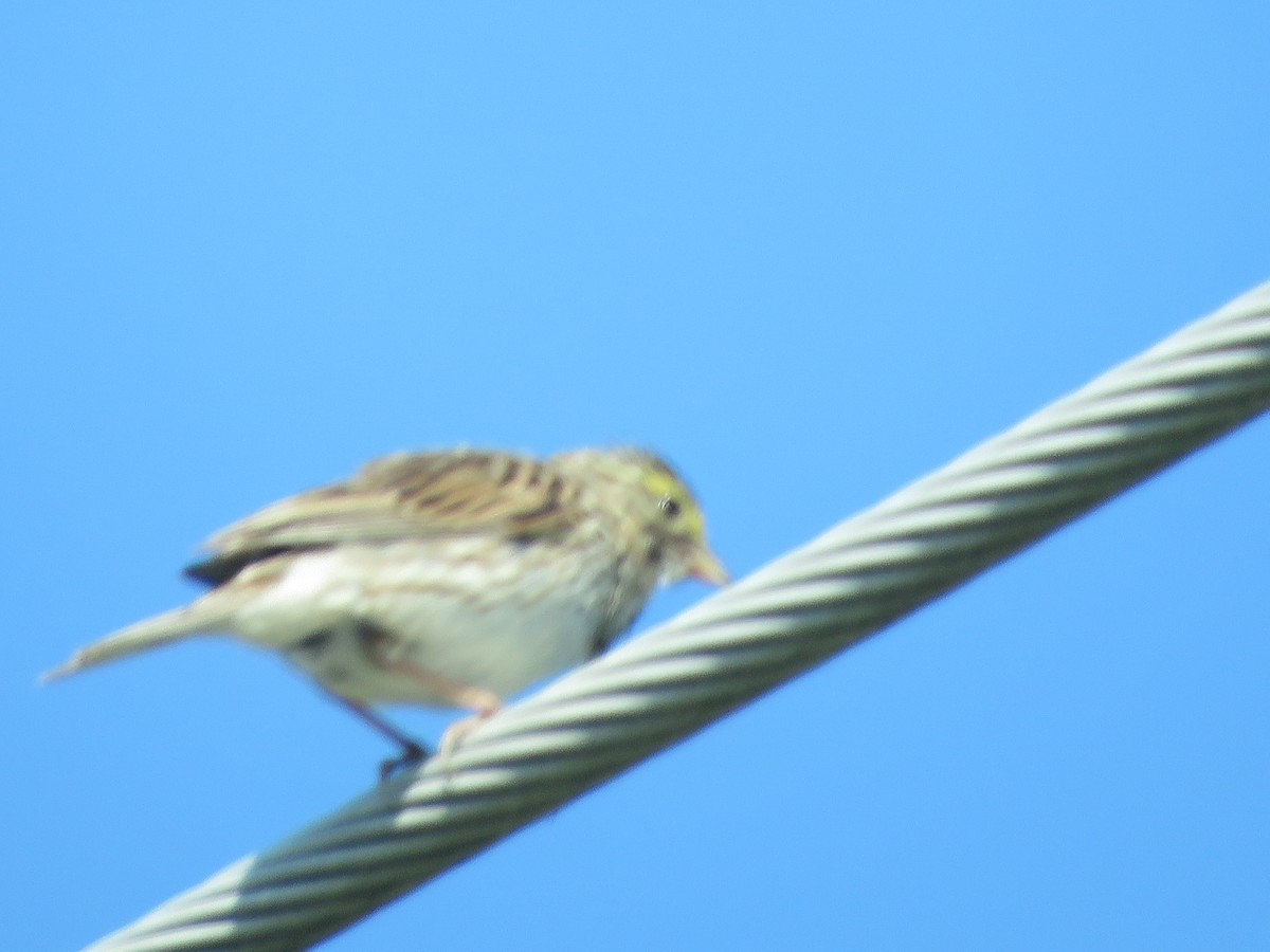 Savannah Sparrow - ML620429685