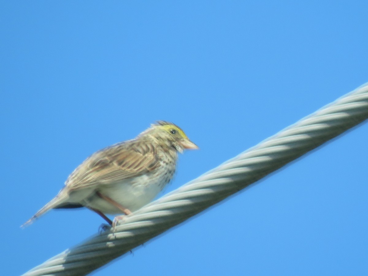 Savannah Sparrow - ML620429686