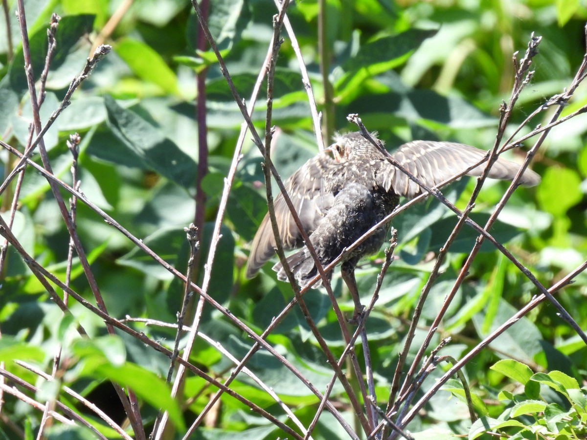 Red-winged Blackbird - ML620429692