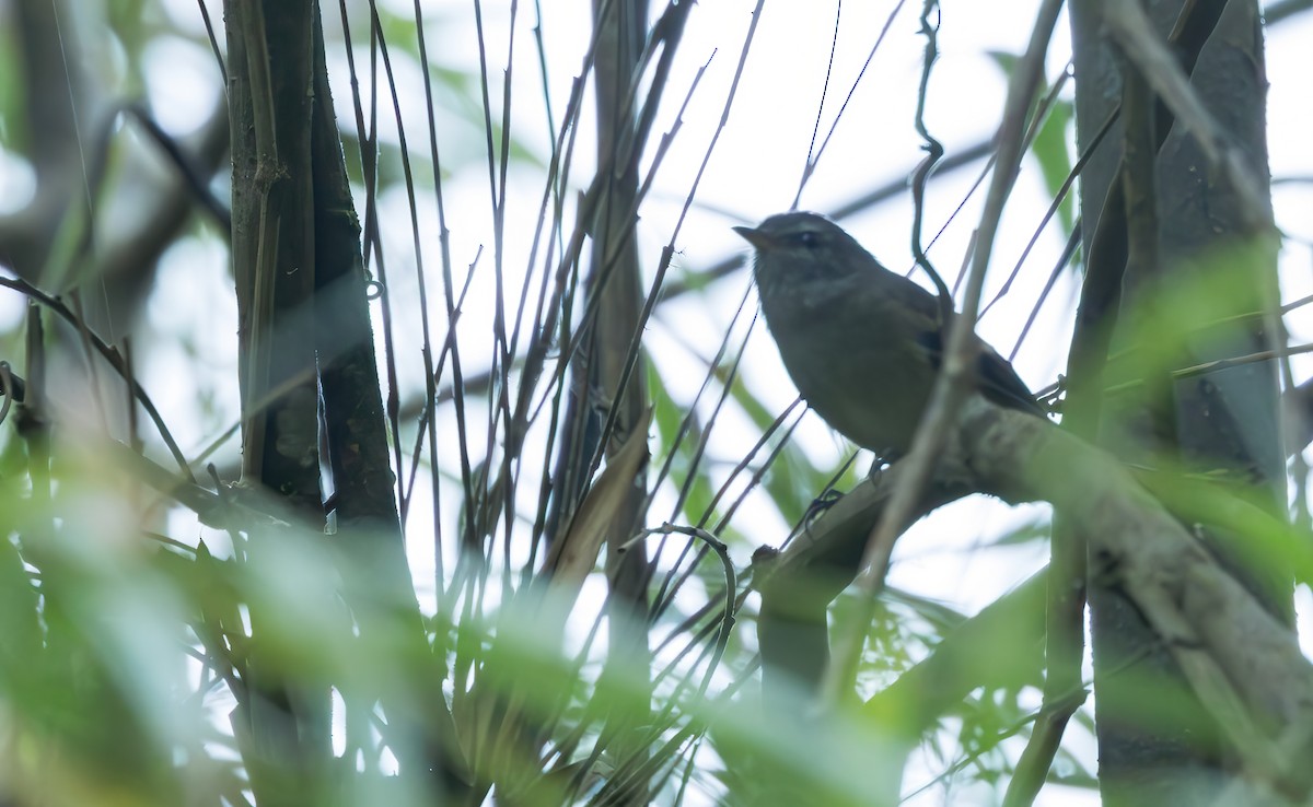 Tawny-rumped Tyrannulet - ML620429694