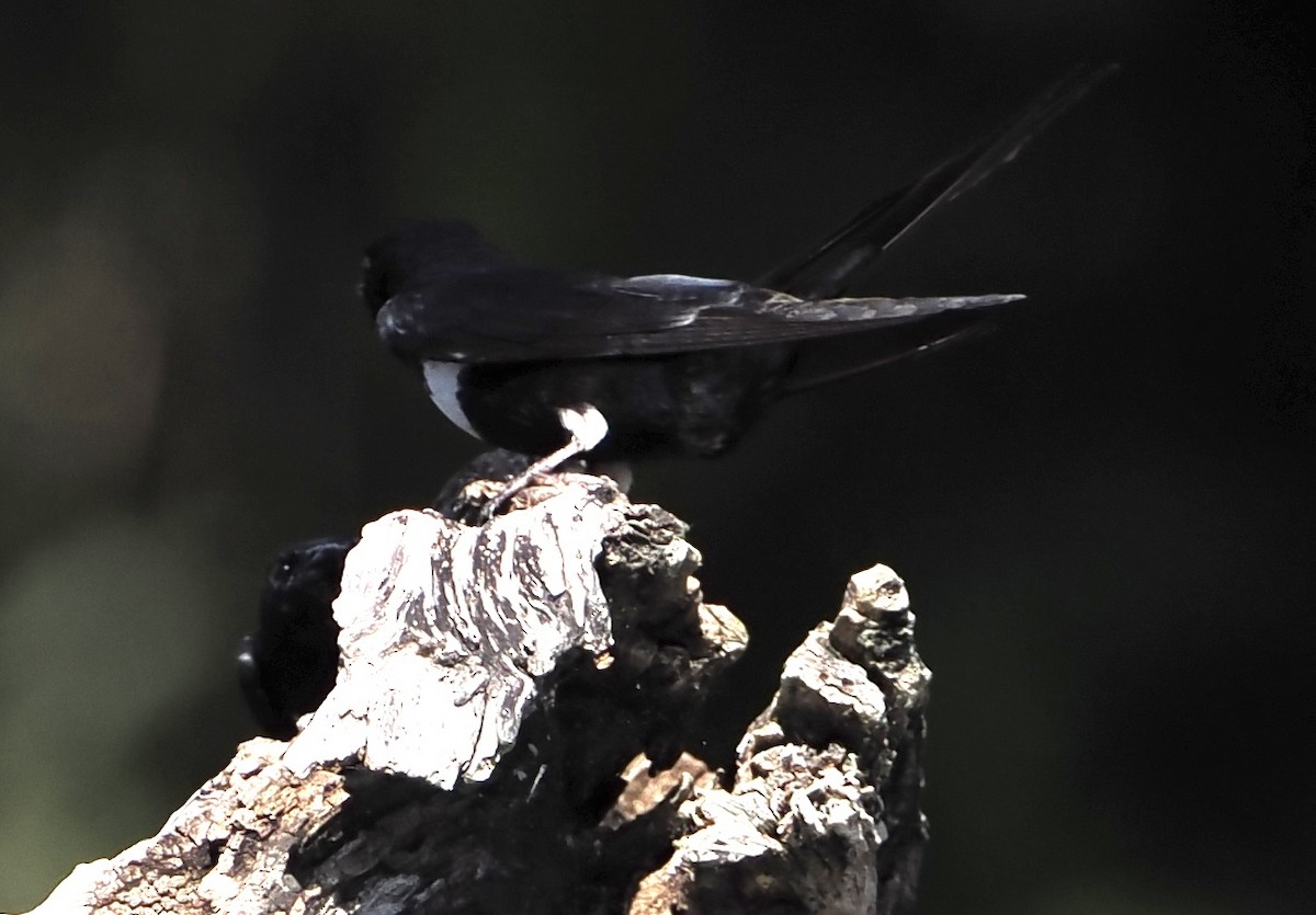 White-banded Swallow - ML620429695