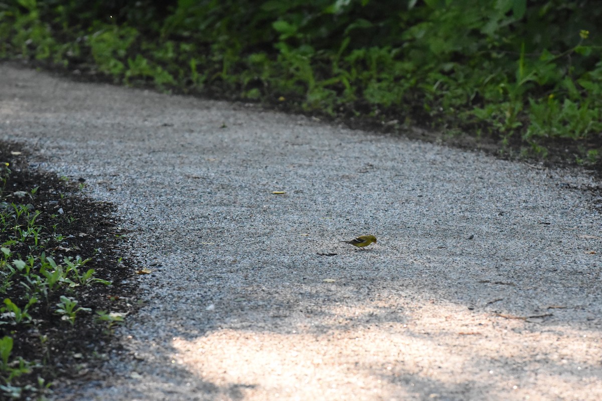 American Goldfinch - ML620429703