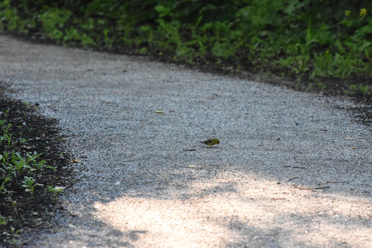 American Goldfinch - ML620429704