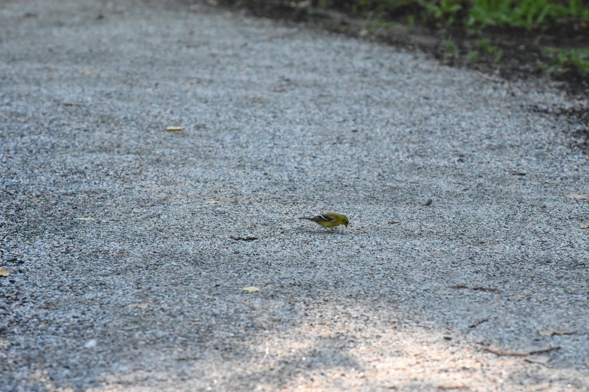 American Goldfinch - ML620429705