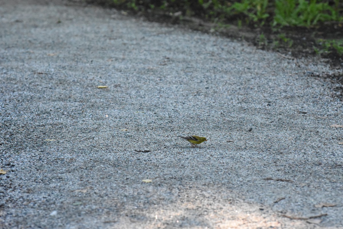 American Goldfinch - ML620429706