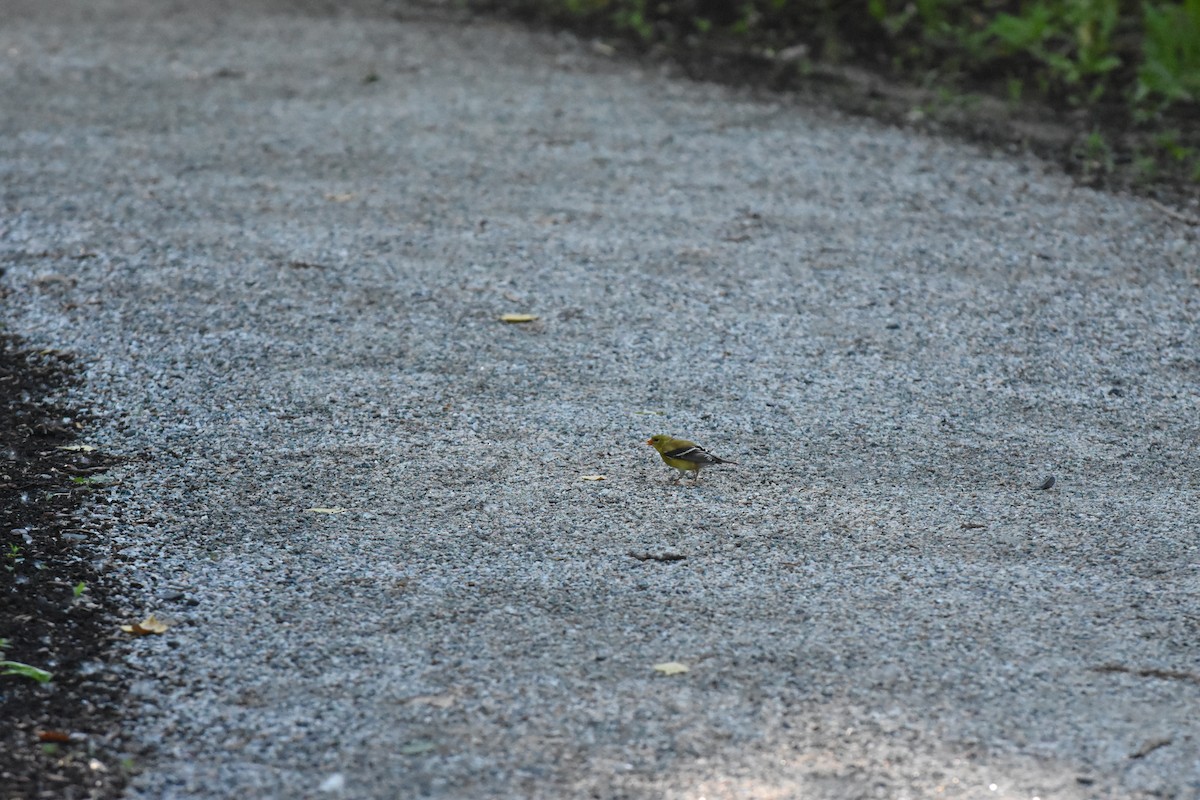 American Goldfinch - ML620429707