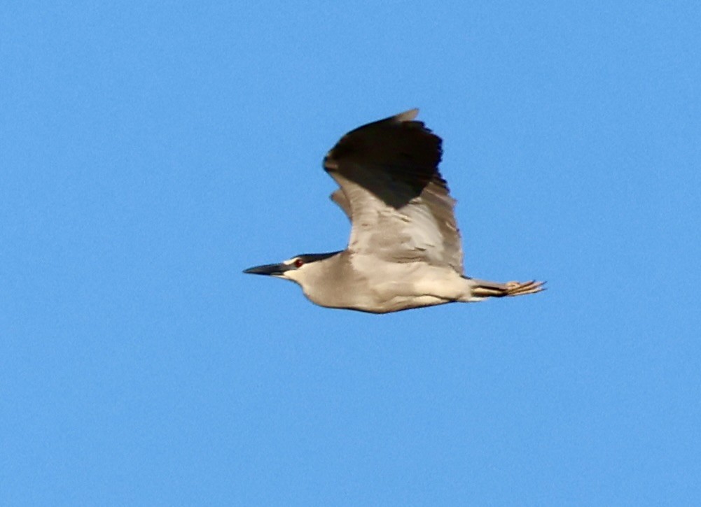 Black-crowned Night Heron - ML620429713